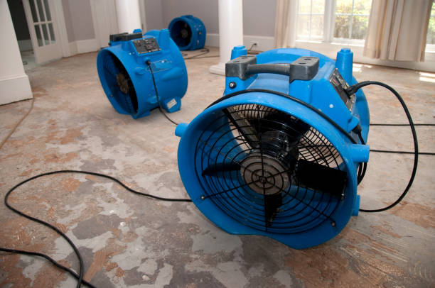 Best Basement water damage restoration  in Loveland, OH